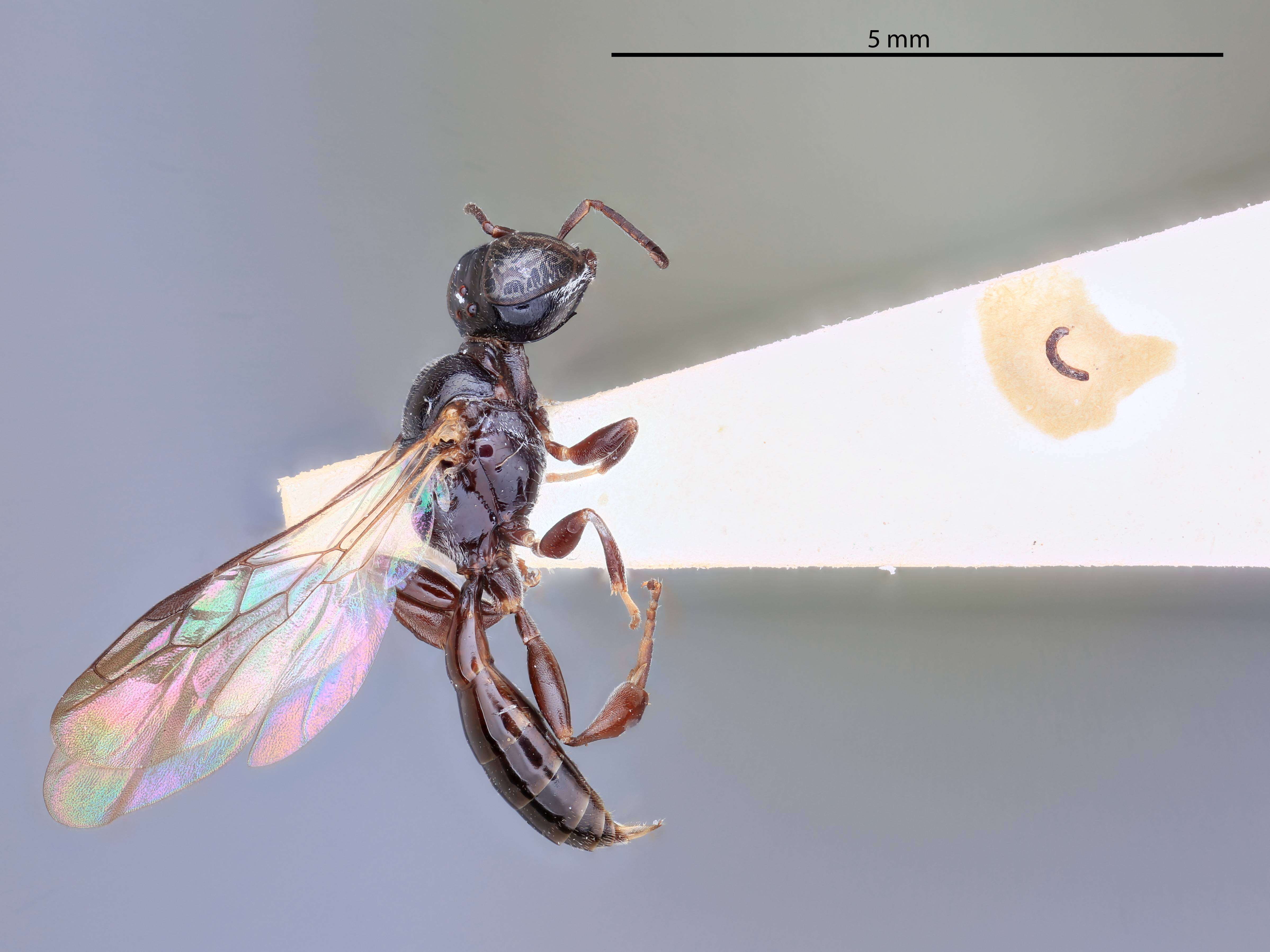 Image of Crossocerus tanoi Tsuneki 1968