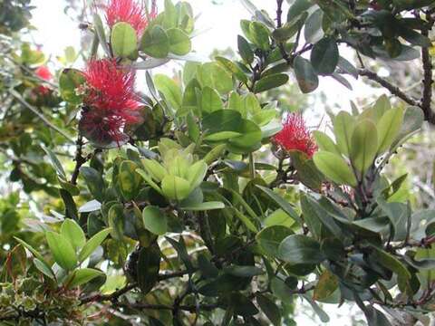 Imagem de Metrosideros polymorpha var. lutea H. Mann