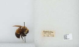 Слика од Bombus perplexus Cresson 1864