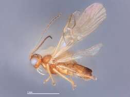 Image of Choreborogas birostratus Whitfield 1990