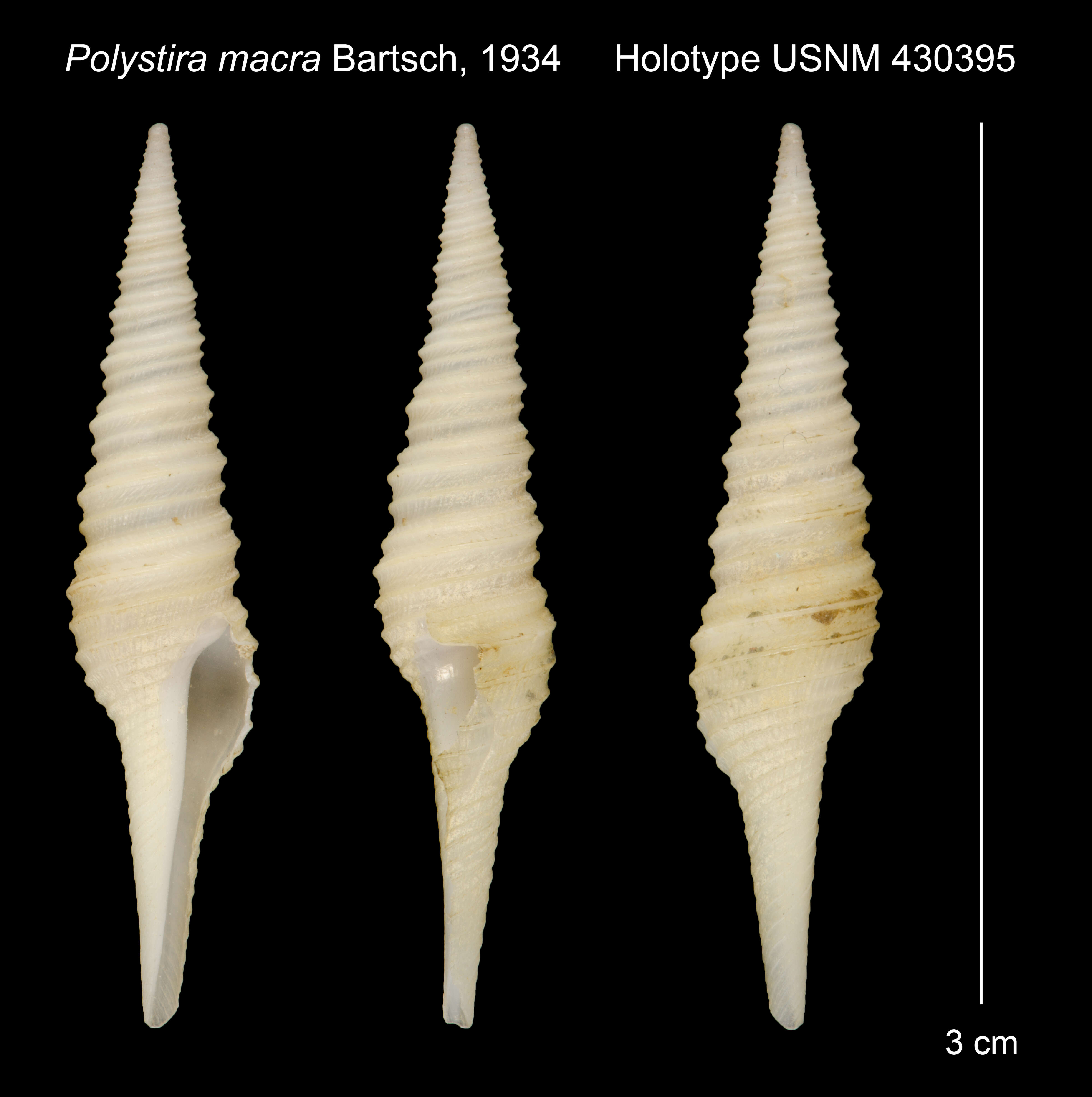 Image of Polystira macra Bartsch 1934