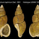 Image of Sulcosinus taphrium (Dall 1891)