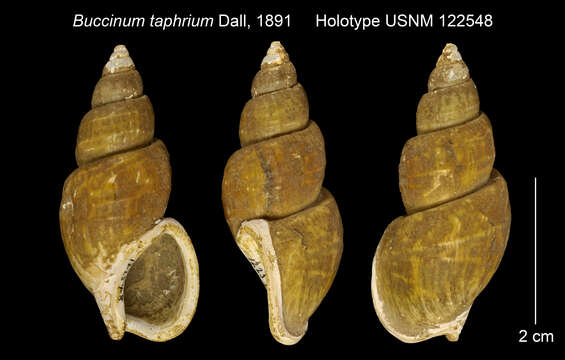 Sulcosinus taphrium (Dall 1891)的圖片