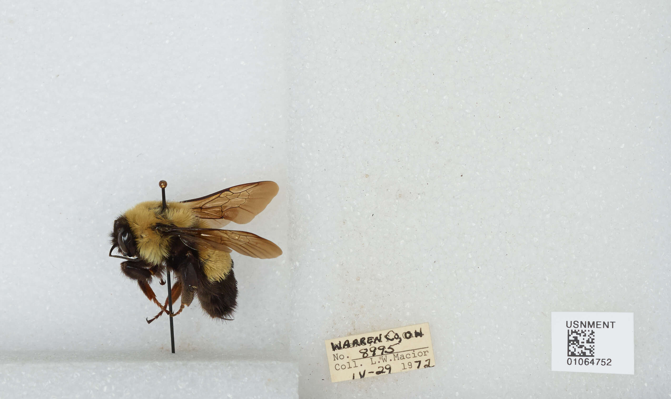 Слика од Bombus affinis Cresson 1864