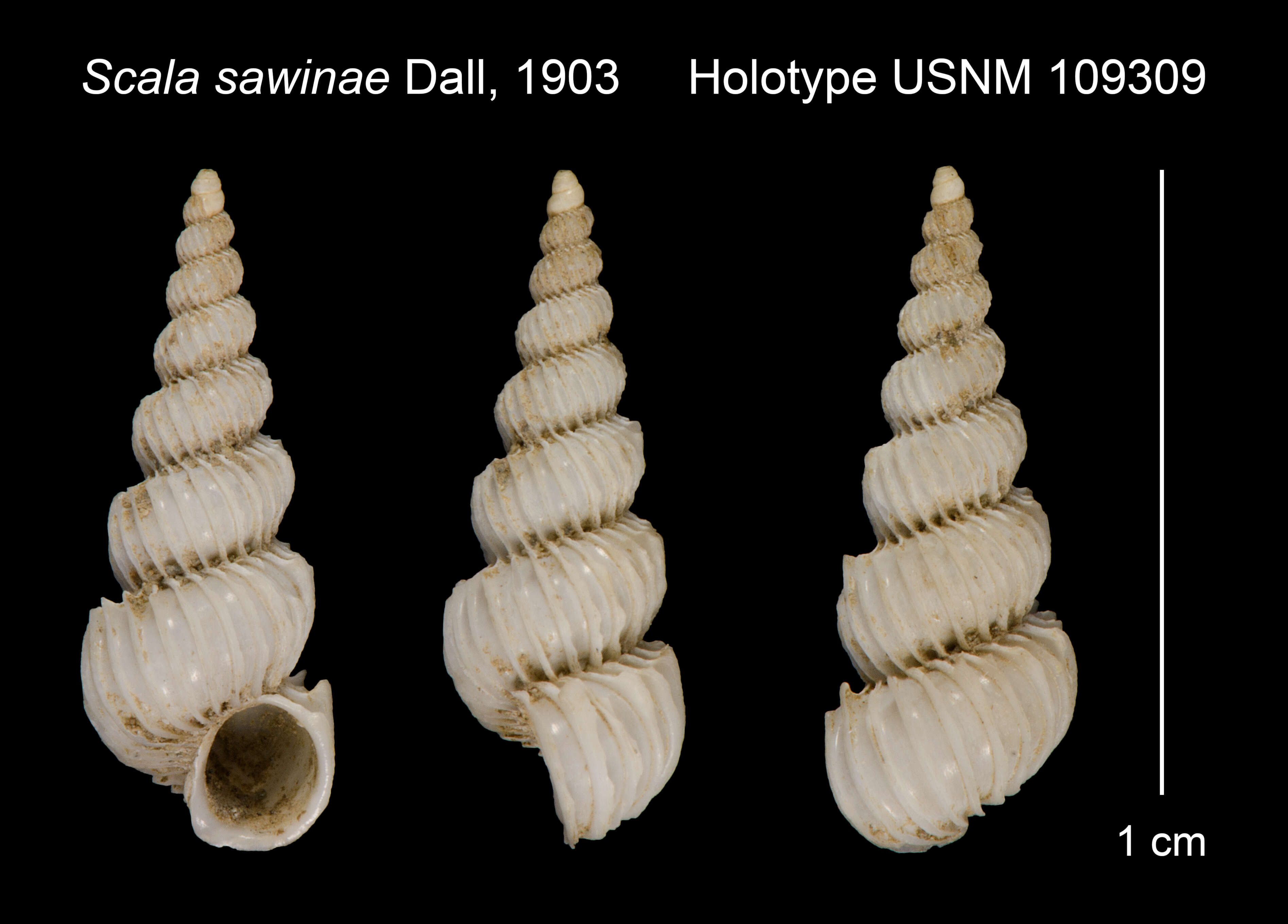 Image of Epitonium sawinae (Dall 1903)