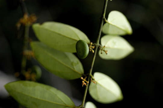 Plancia ëd Strychnos guianensis (Aubl.) Mart.