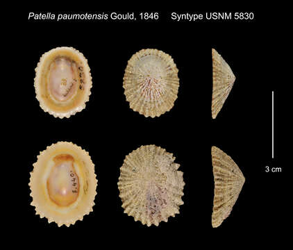 Image of Scutellastra flexuosa (Quoy & Gaimard 1834)