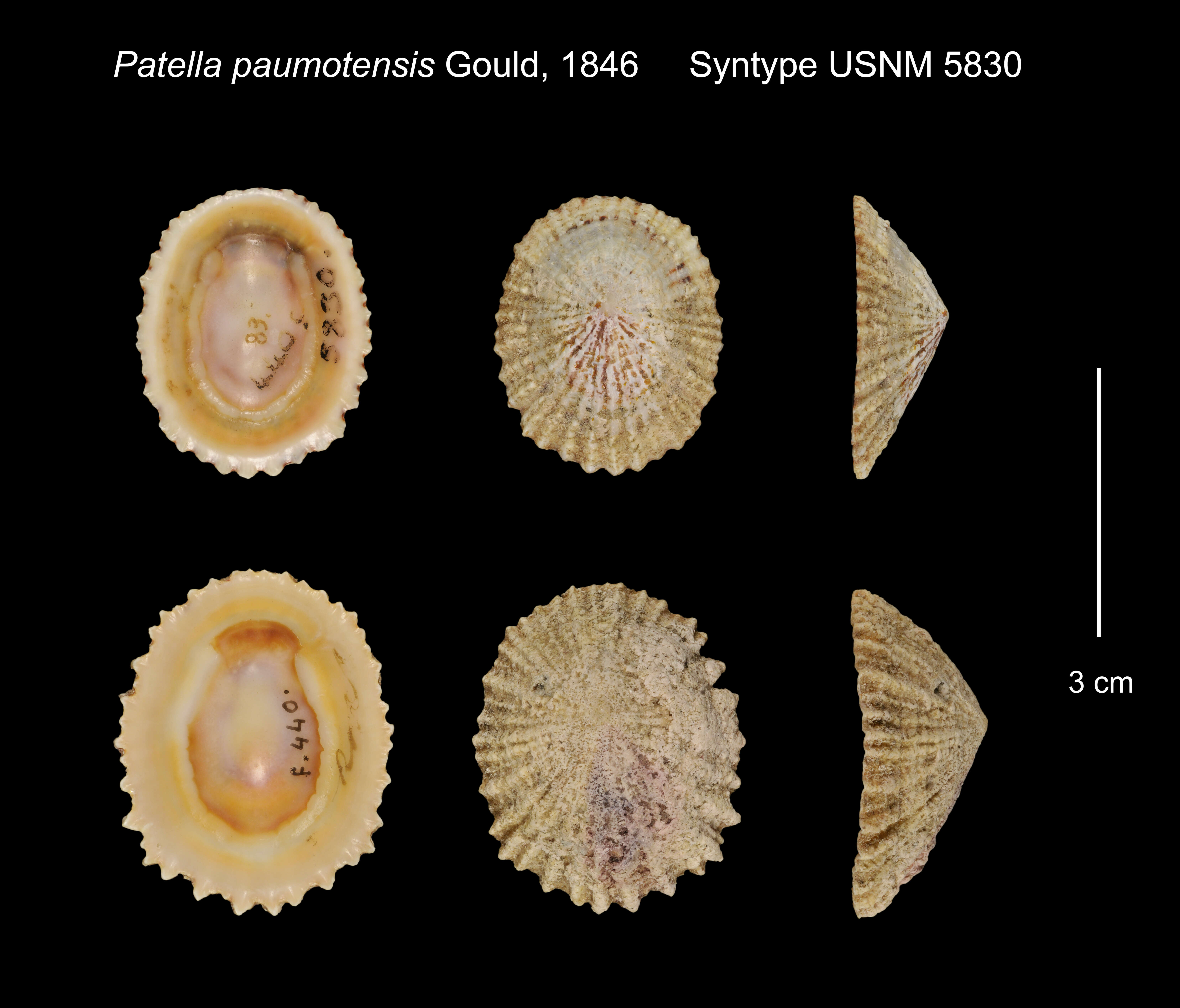 Image of Scutellastra flexuosa (Quoy & Gaimard 1834)
