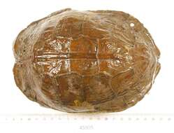 Image of Brown Land Turtle