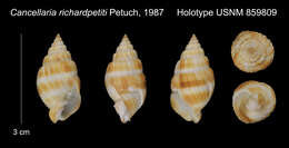 Image of Cancellaria richardpetiti Petuch 1987