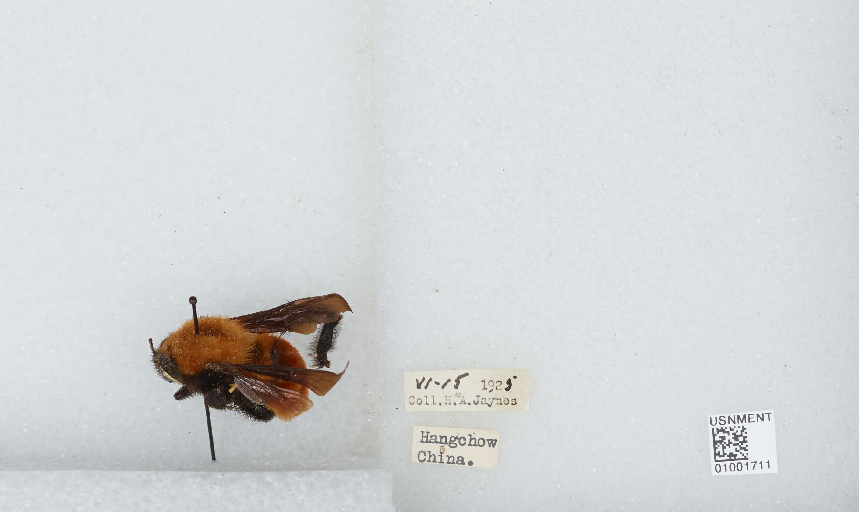 Image of Bombus atripes Smith 1852