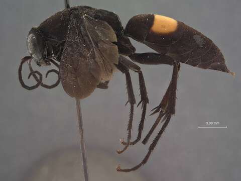 صورة Psorthaspis brimleyi (Malloch 1928)