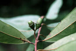 Sivun Licaria parvifolia (Meisn.) Vattimo-Gil kuva