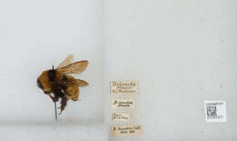 Слика од Bombus zonatus Smith 1854