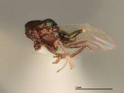 Image of Parasitoid wasp