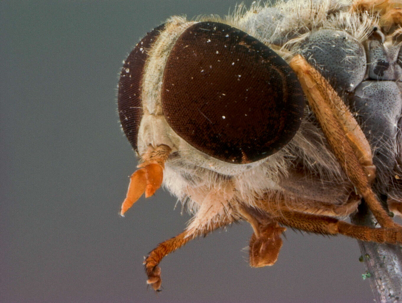 Image de Tabanus thoracicus Hine 1900