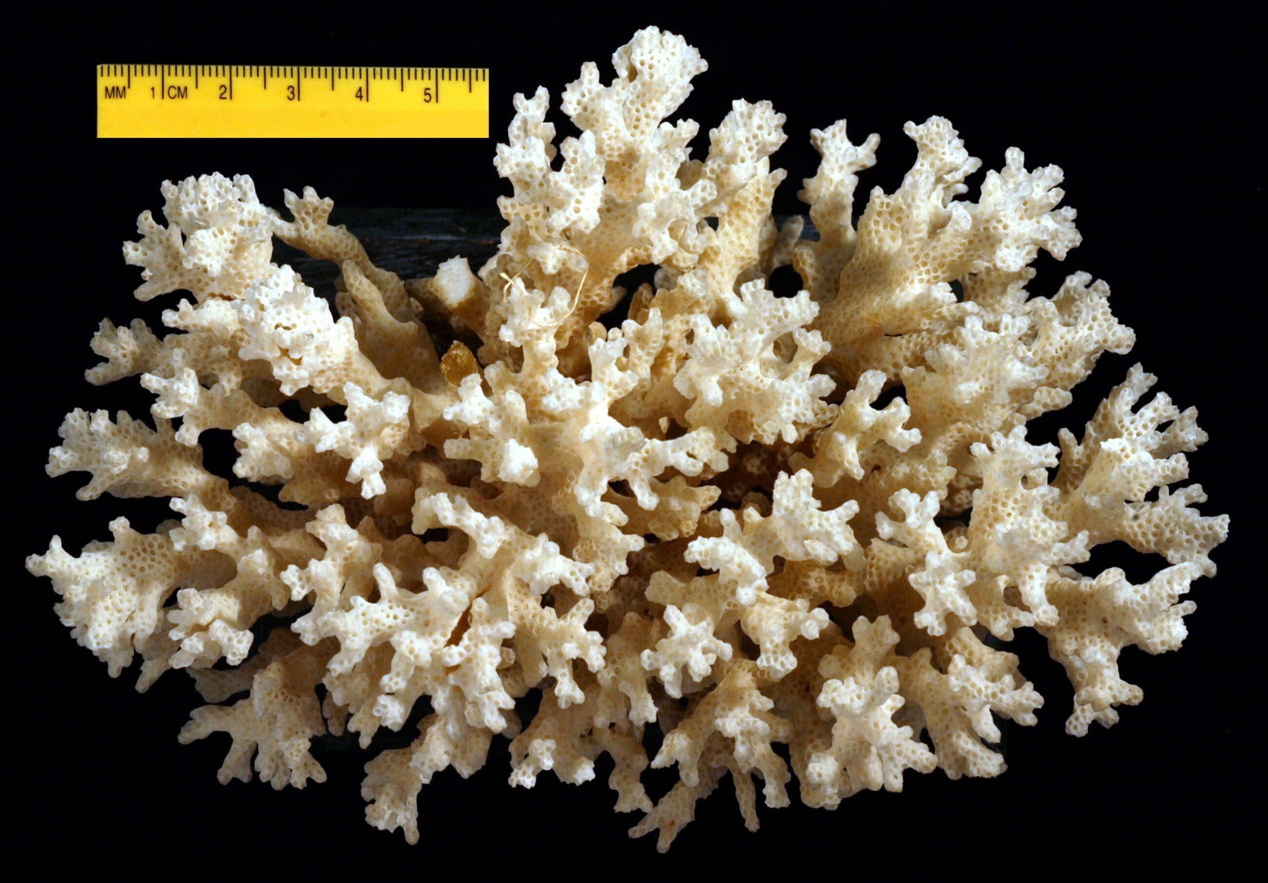 Image of Cauliflower Coral