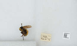 Image of Two Form Bumble Bee