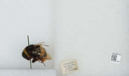 Image of Bombus ignitus Smith 1869