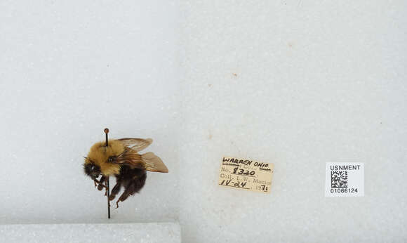 Image of Two-spotted Bumblebee