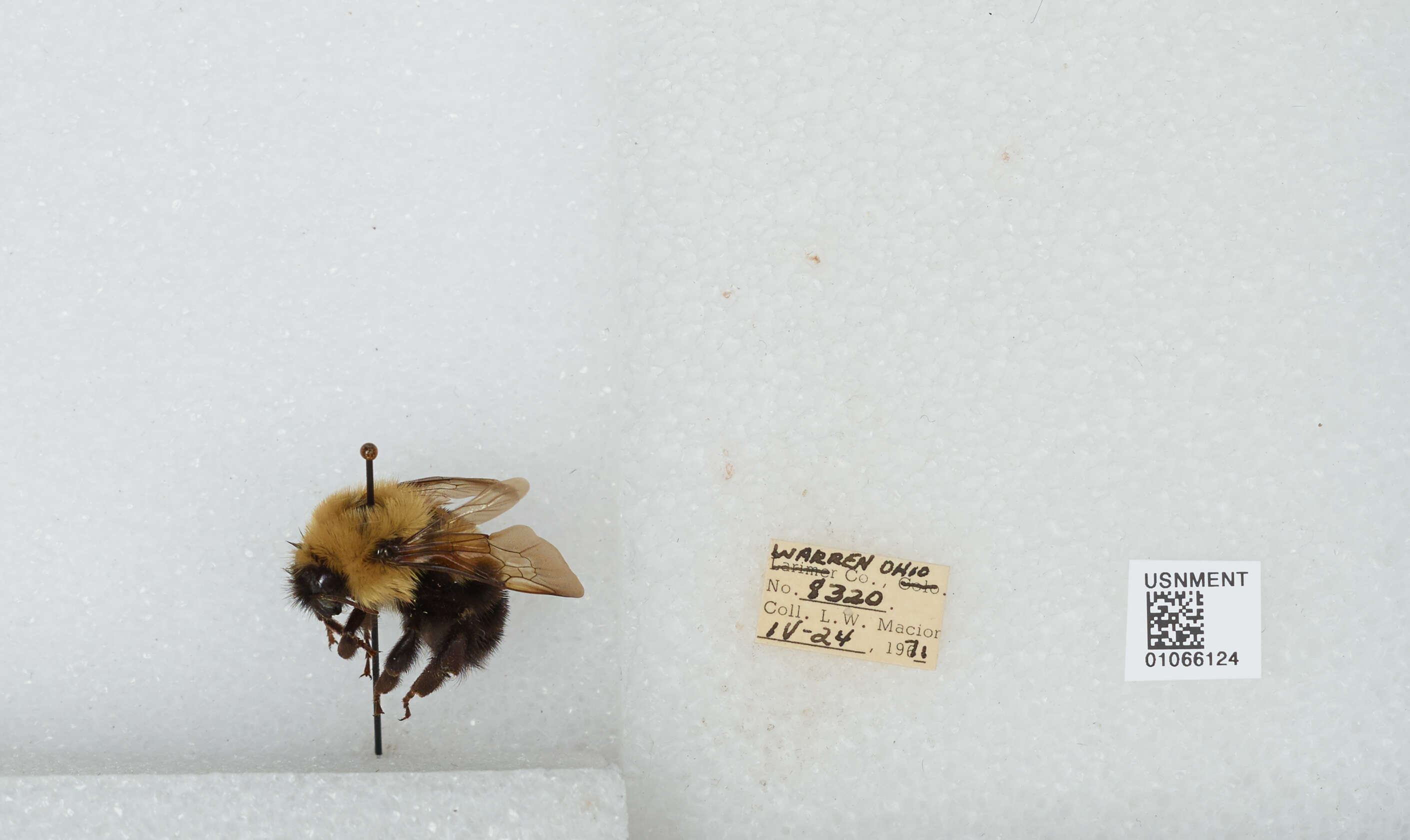 صورة Bombus bimaculatus Cresson 1864