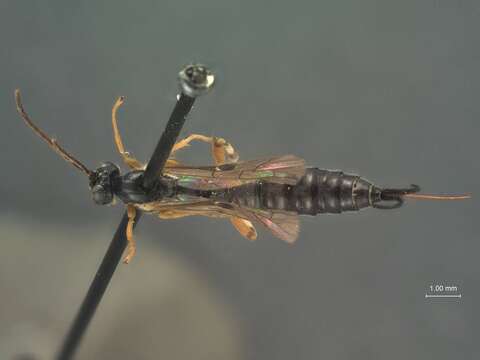 Image of Iseropus stercorator orgyiae (Ashmead 1896)