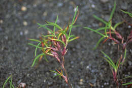 Image of Large-Glume Blue Grass