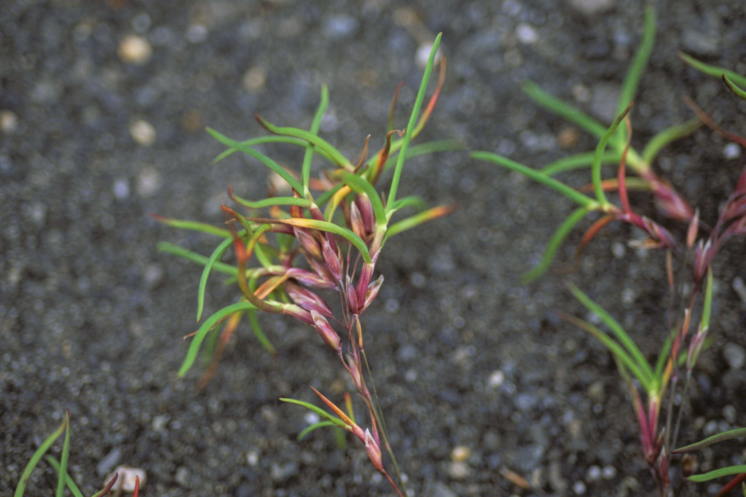 Image of Large-Glume Blue Grass