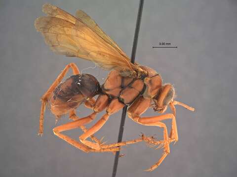 Image of Tachypompilus xanthopterus (Rohwer 1913)