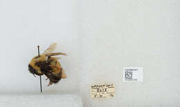 Слика од Bombus affinis Cresson 1864