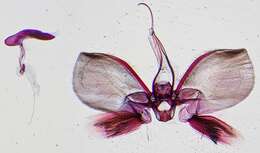 Image of Tyspanodes Warren 1891