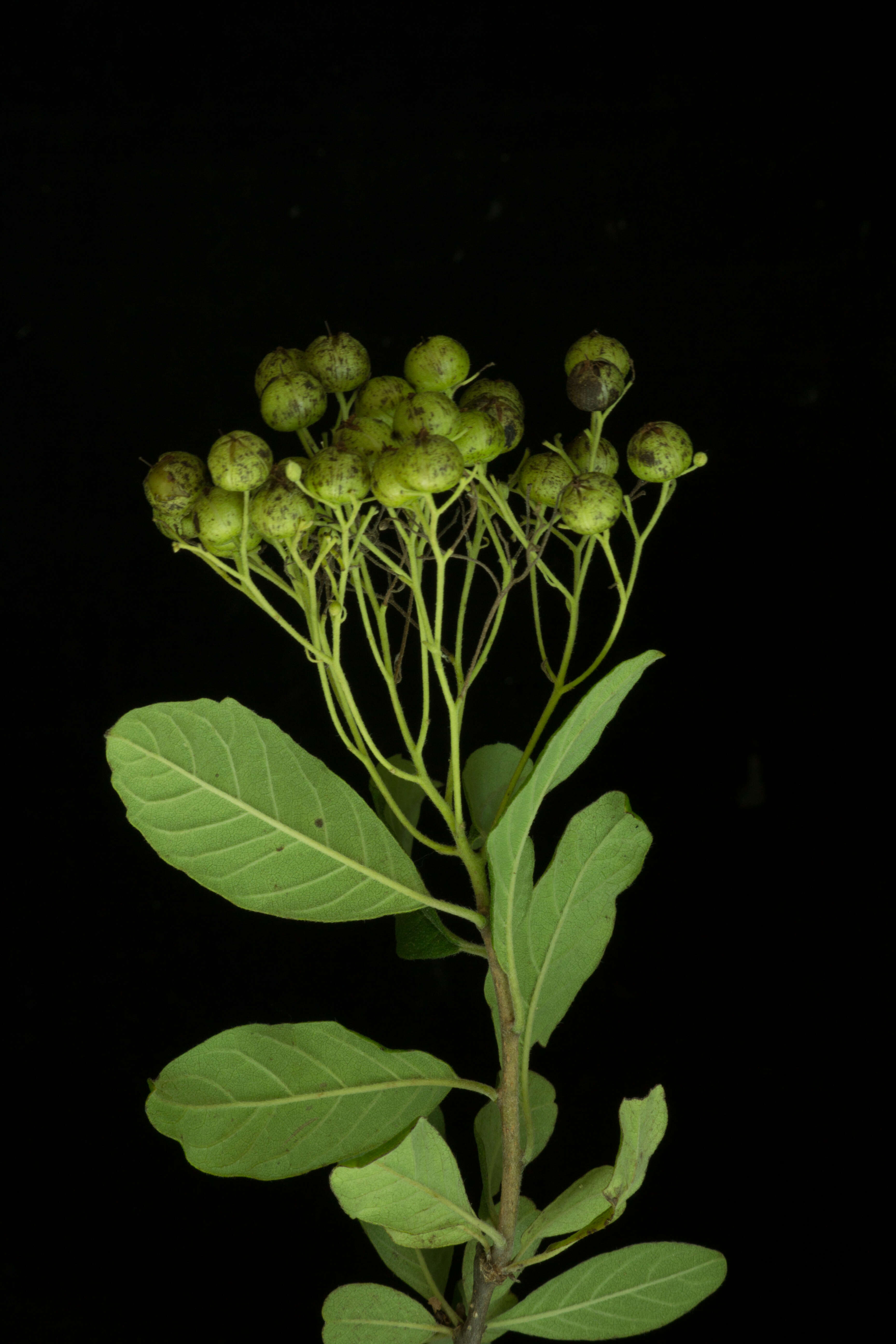 Image of Cordia L.