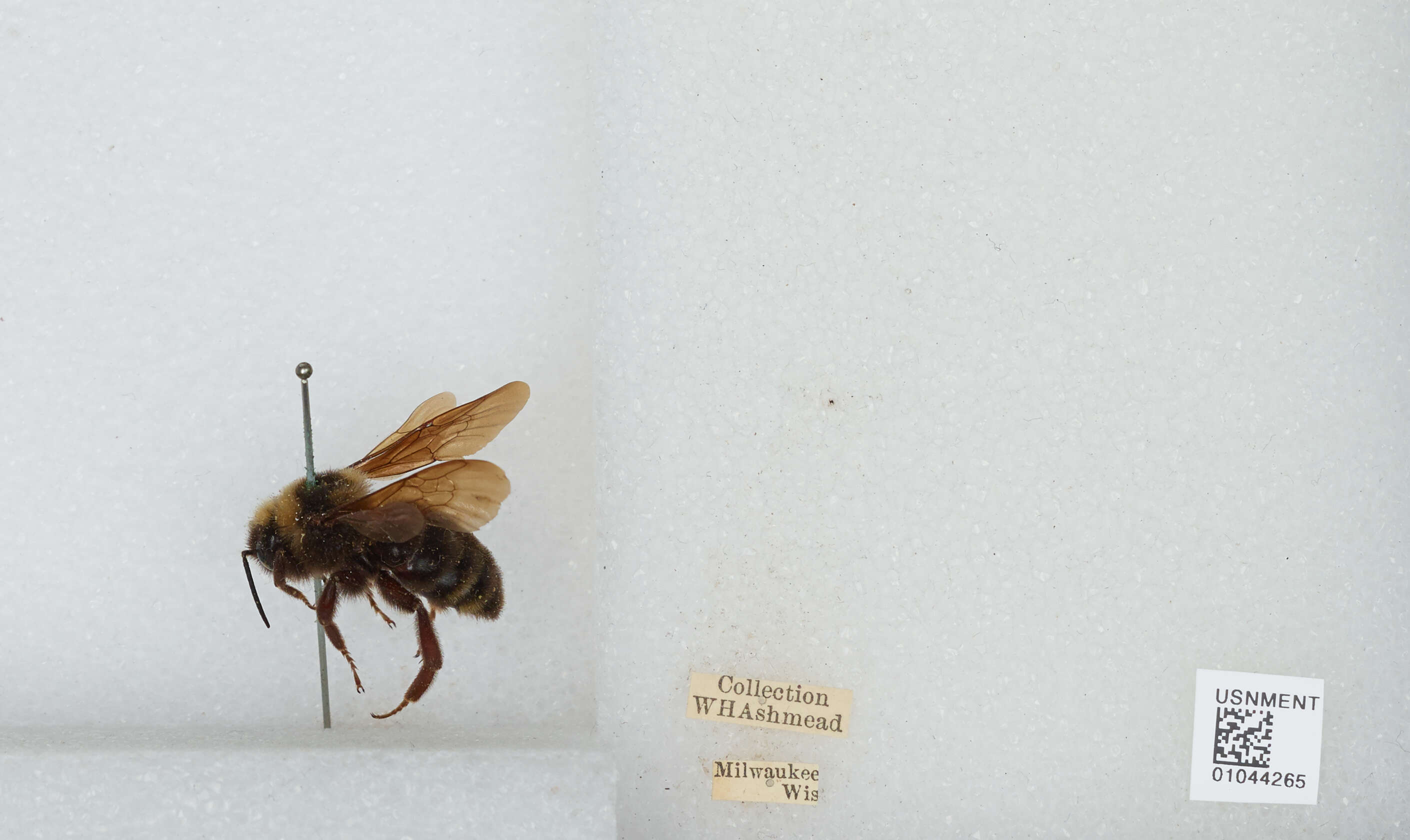 Слика од Bombus variabilis (Cresson 1872)