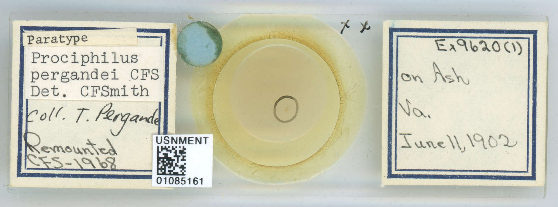 Image of Prociphilus (Prociphilus) pergandei Smith & C. F. 1974