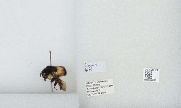 Image of Bombus ephippiatus Say 1837