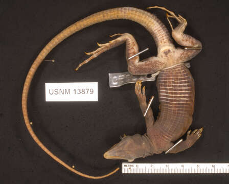 Image of Ameiva fuliginosa (Cope 1892)