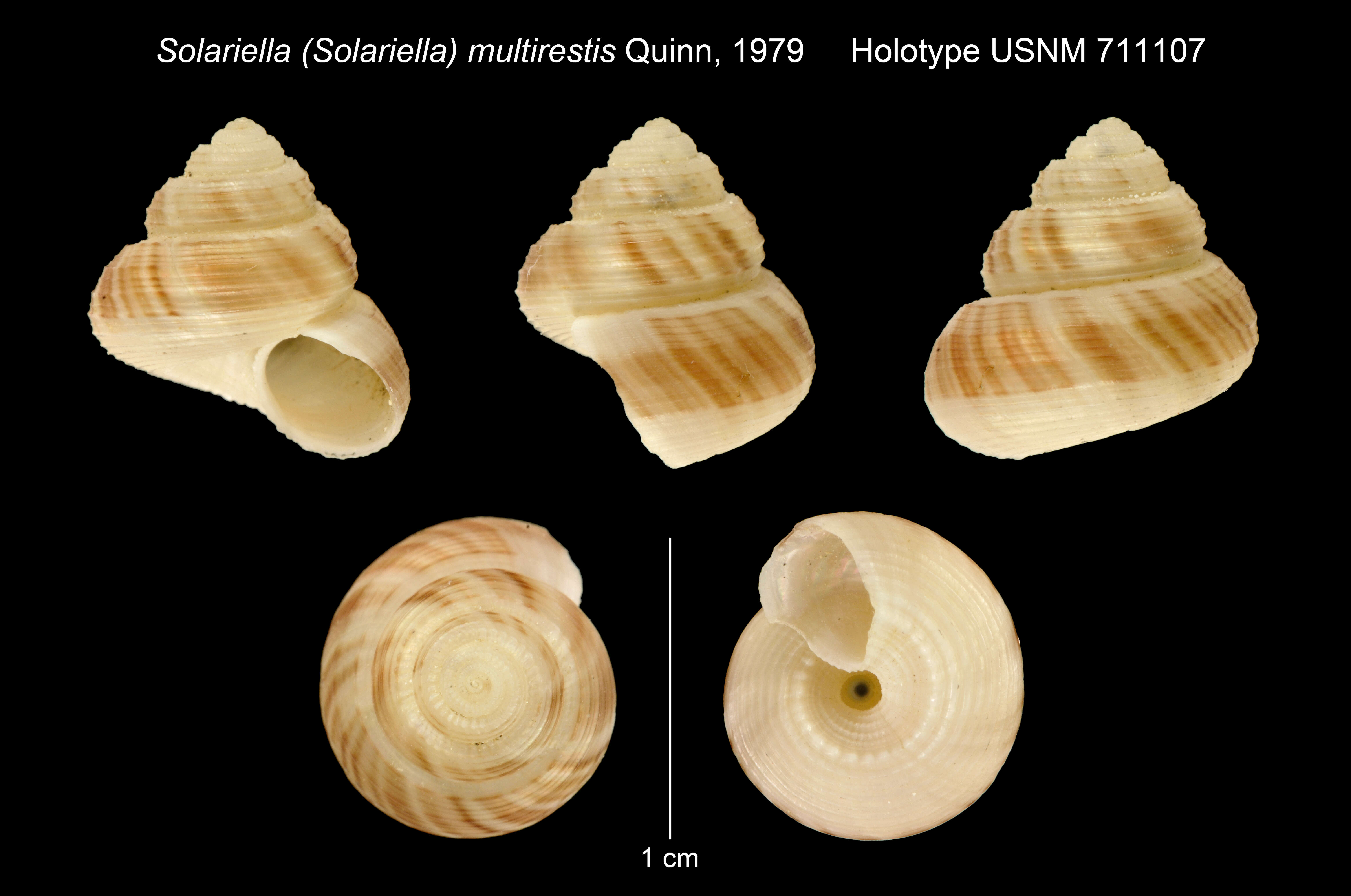 Solariella multirestis Quinn 1979的圖片