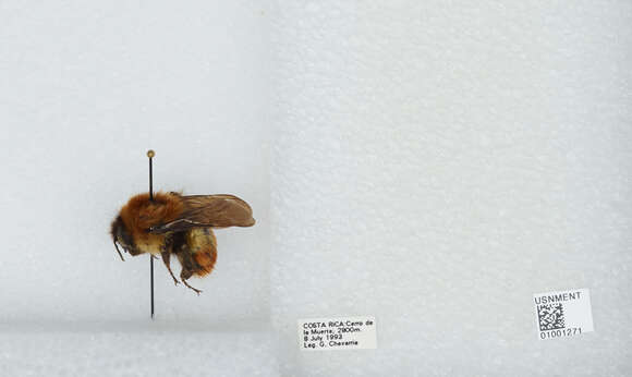 Image of Bombus ephippiatus Say 1837