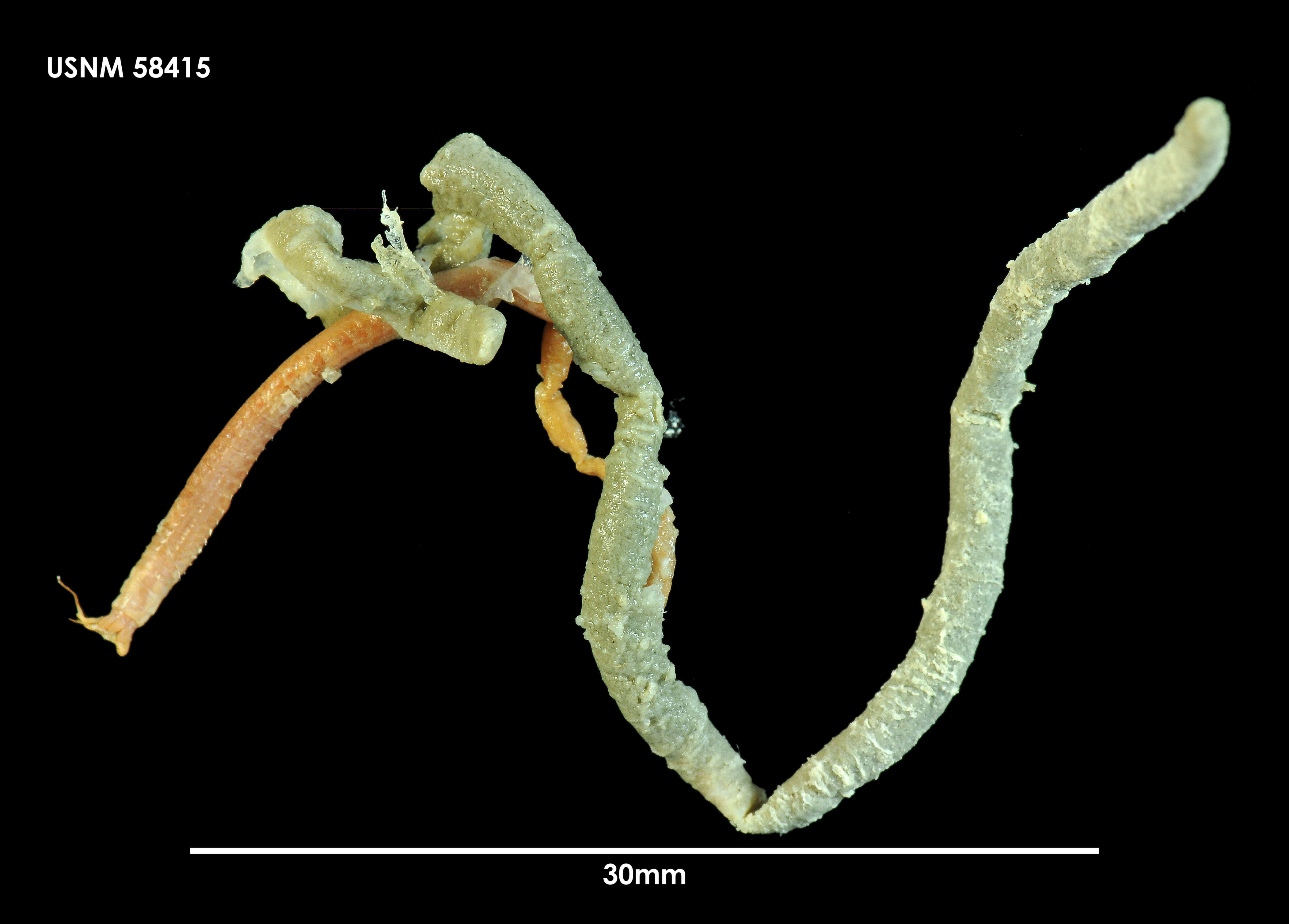 Plancia ëd Paradiopatra antarctica (Monro 1930)