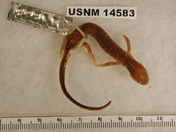 Image of Flatwoods salamander