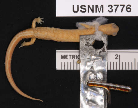 Image of Northern Zigzag Salamander