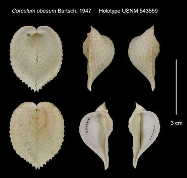 Слика од Corculum aequale (Deshayes 1855)