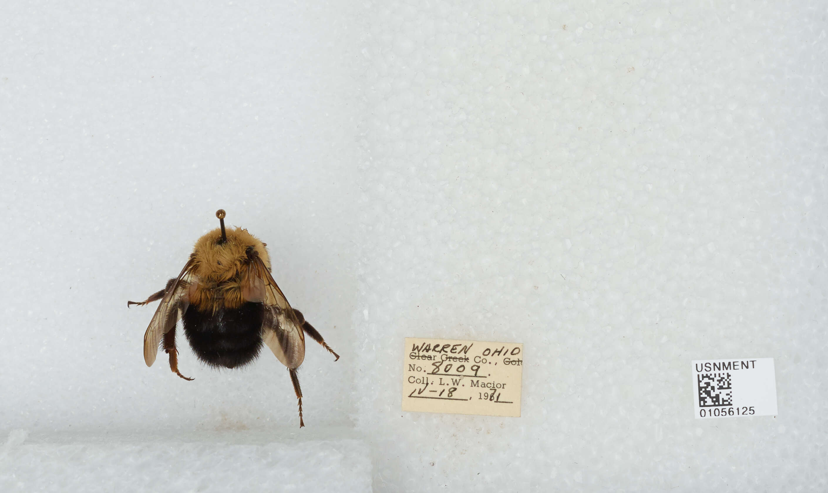 صورة Bombus bimaculatus Cresson 1864