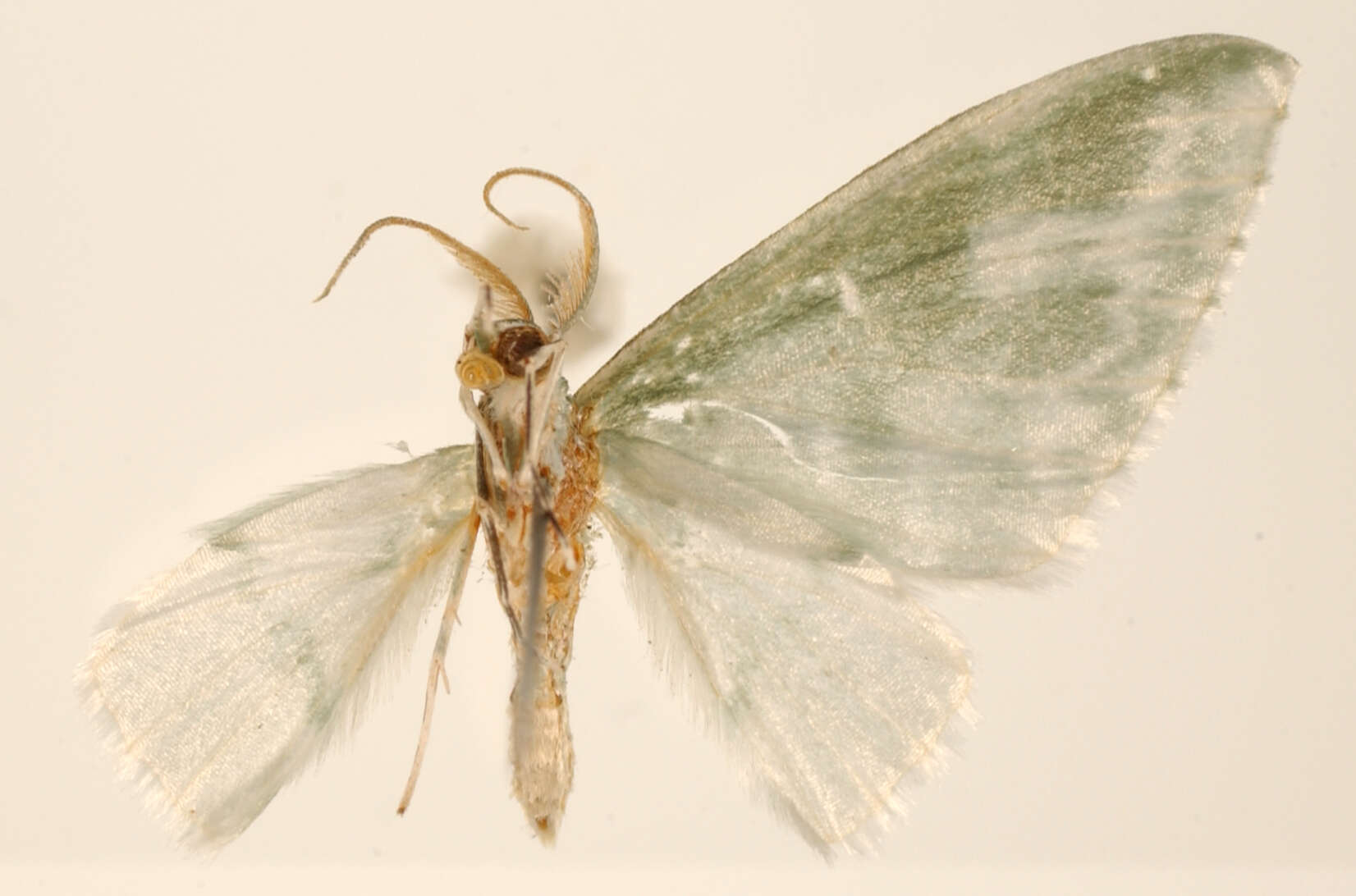 Image of Dyspteris subvariata Dognin 1923