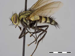 صورة Urodexodes charapensis Townsend 1919