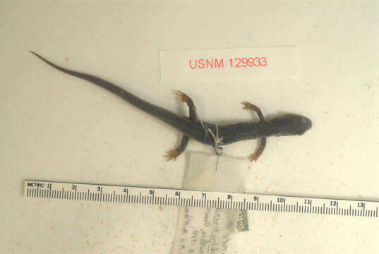 Image of Plethodon chlorobryonis Mittleman 1951