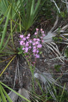 Слика од Liatris quadriflora (Chapm.) E. L. Bridges & Orzell