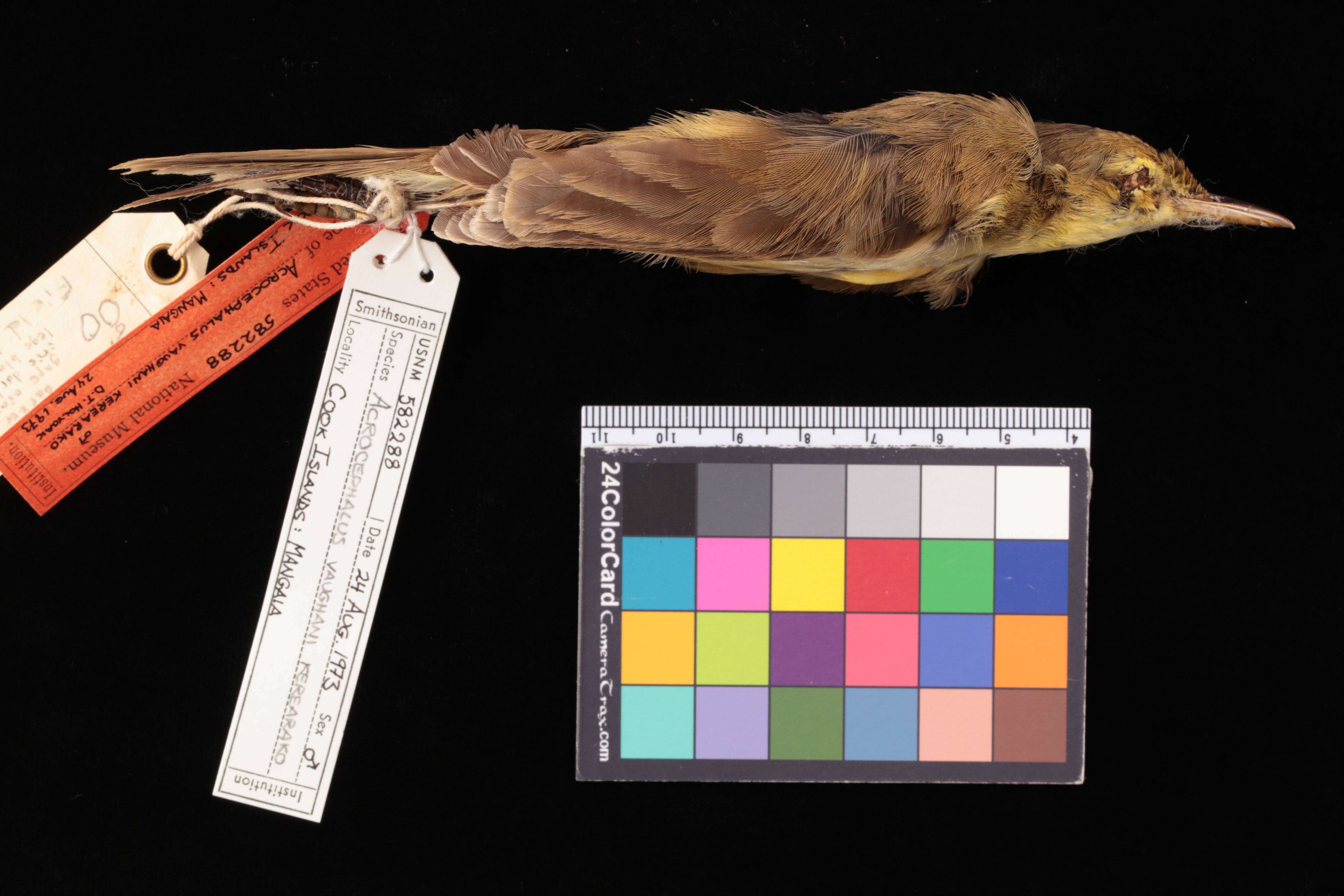 Image of Pitcairn Reed Warbler