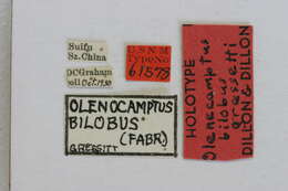 Image of Olenecamptus bilobus gressitti Dillon & Dillon 1948