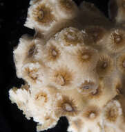 Image of Northern Star Coral